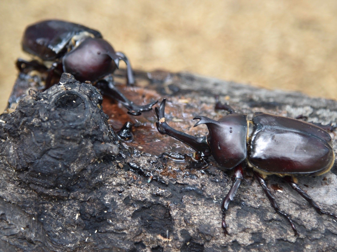 Arakawa Shizen Park-荒川区必去景点