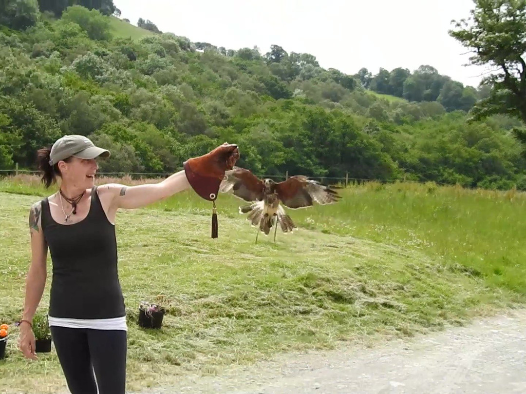 E & C Falconry Experience Ltd景点图片