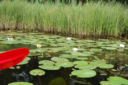 De Weerribben National Park-Overijssel Province必去景点