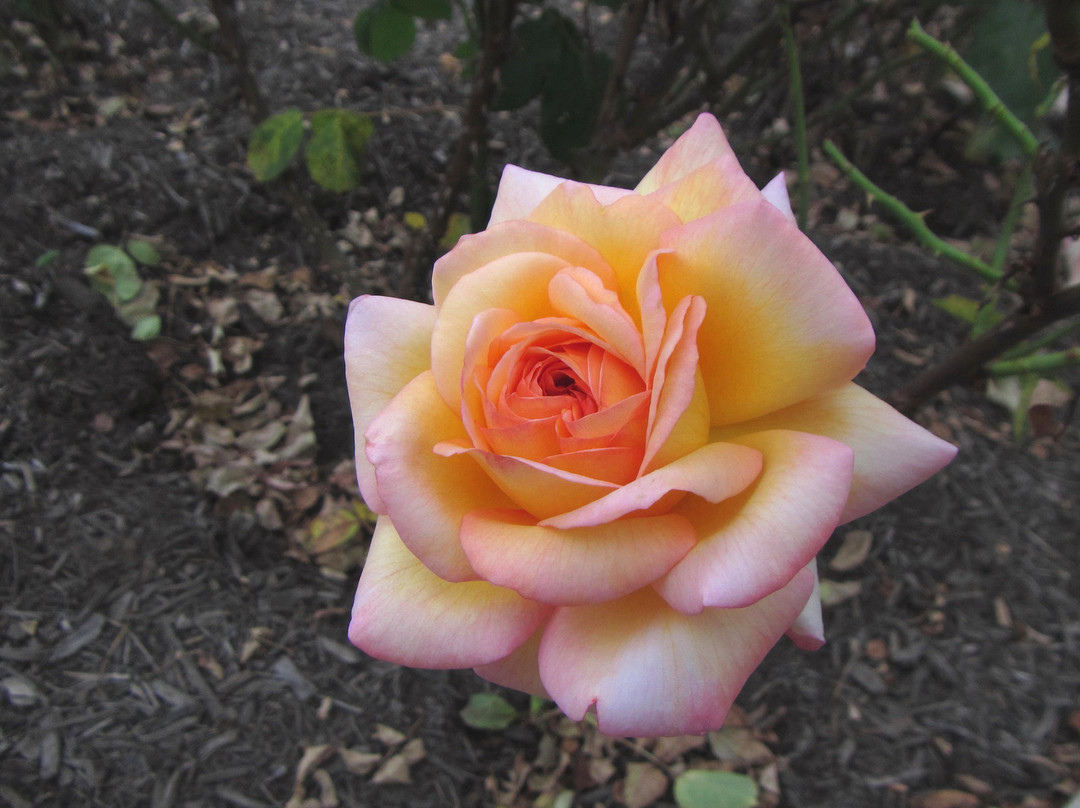 Rudolf W. Van der Goot Rose Garden景点图片