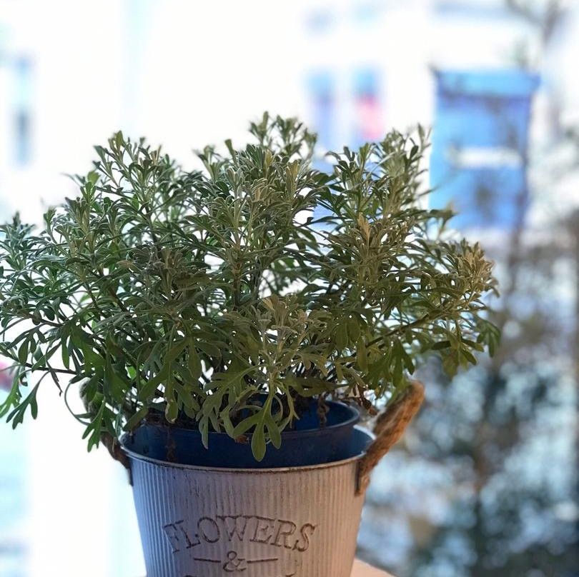 Mucca-乔治城必去景点