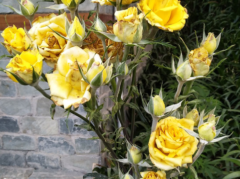 Naggar酒店住宿-Heritage Satikva Resorts