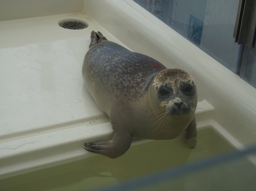 A Seal Zeehondenopvang en Expo Stellendam景点图片