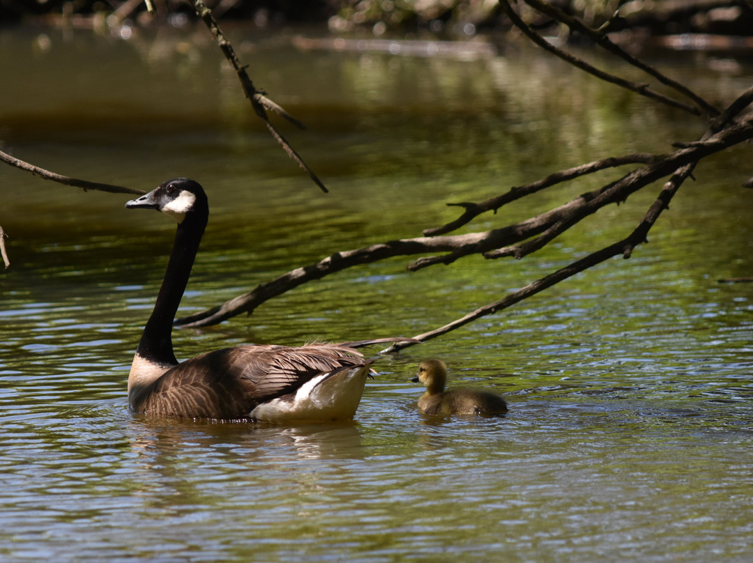 John Heinz National Wildlife Refuge at Tinicum景点图片