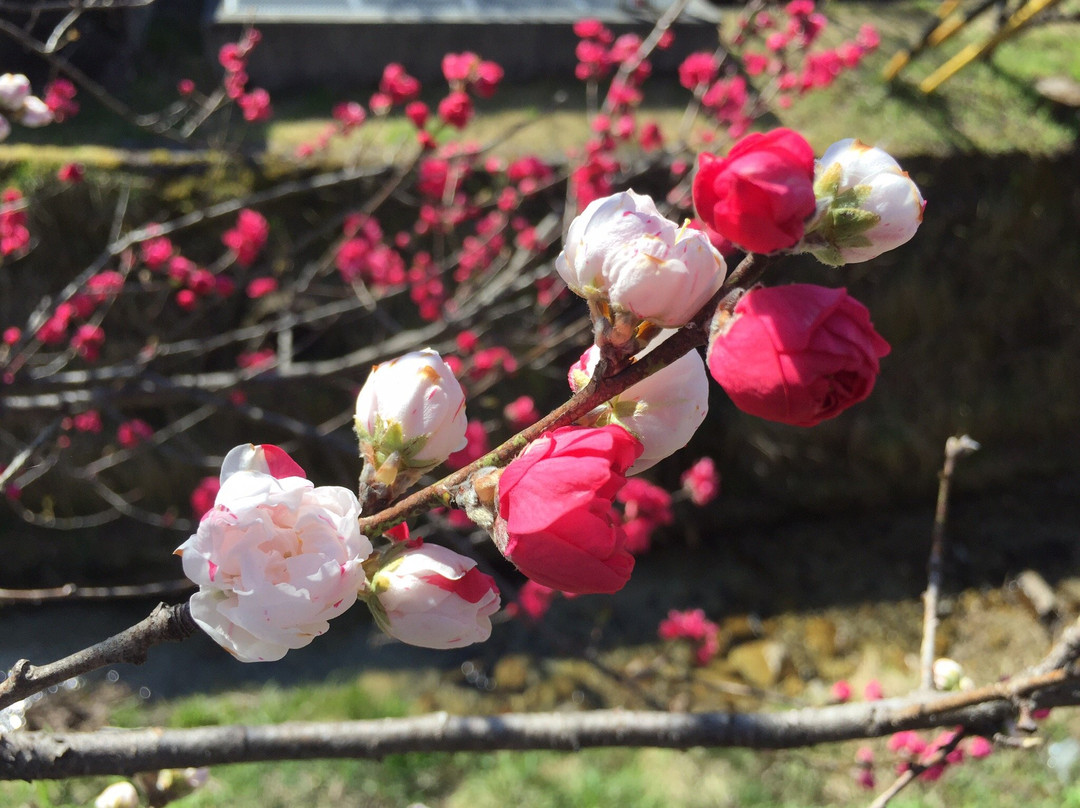 Hanamachi no Sato-阿智村必去景点