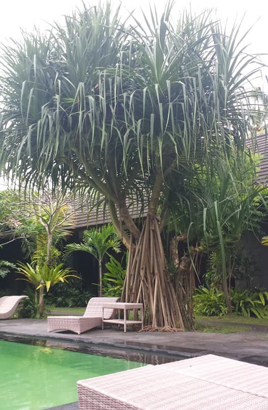 乌芭德酒店主图