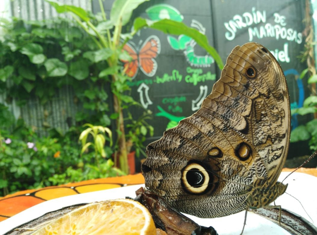 Jardin Y Mariposario Peniel景点图片