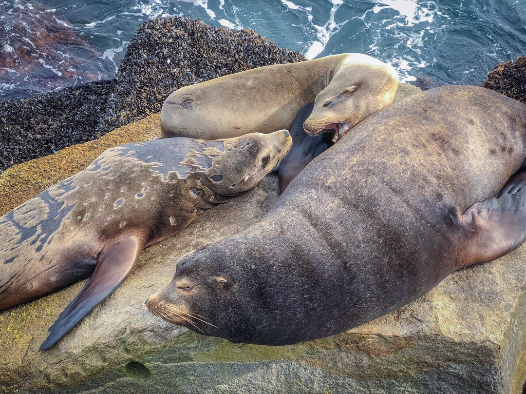Breakwater-蒙特雷必去景点