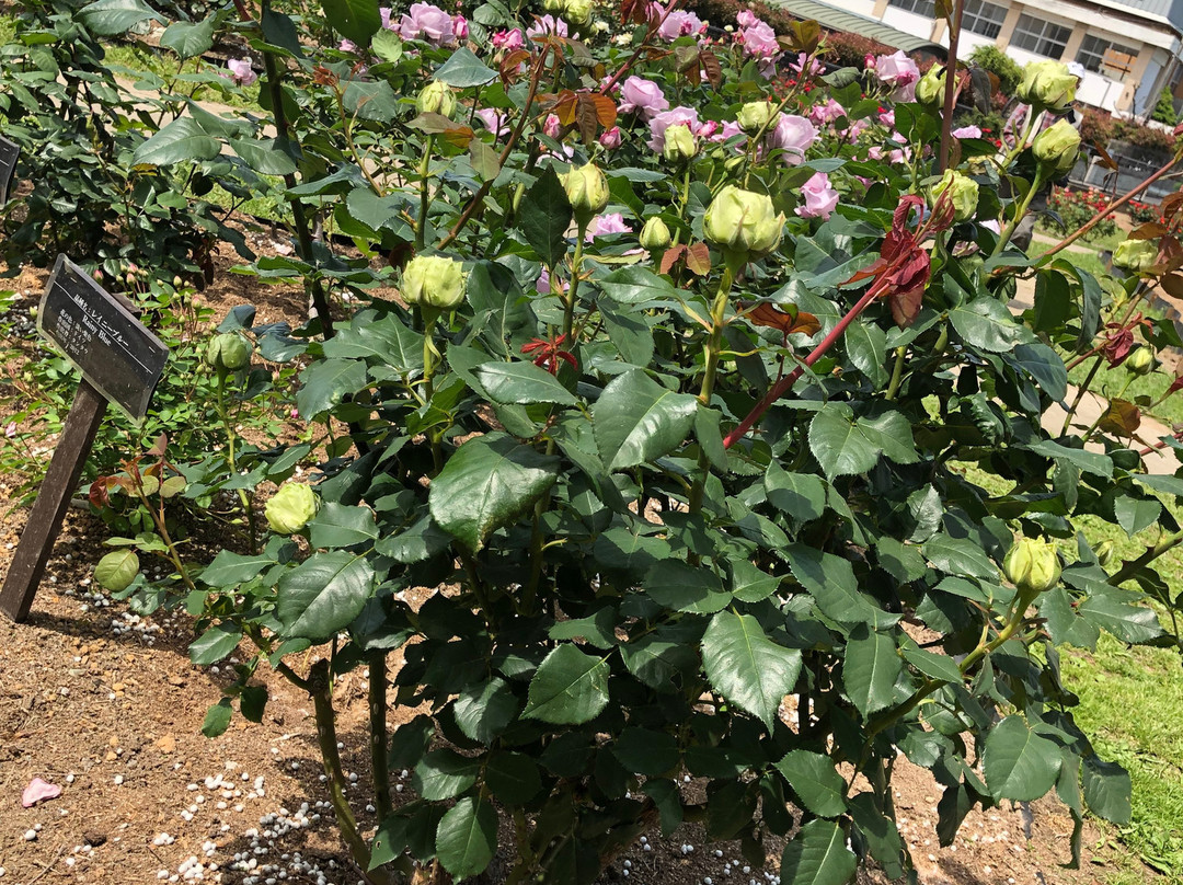 Kitakyushu Agricultural Center-北九州市必去景点