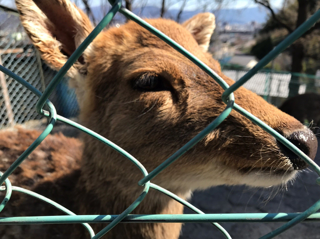 Nagano City Joyama Zoo-长野县必去景点