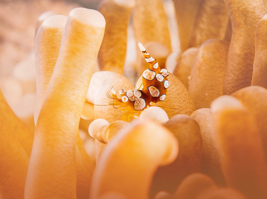 Mahi Mahi Dive Resort主图