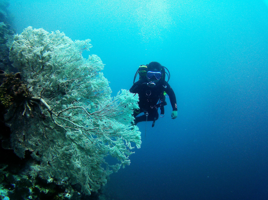 Tomia Ocean Dive景点图片