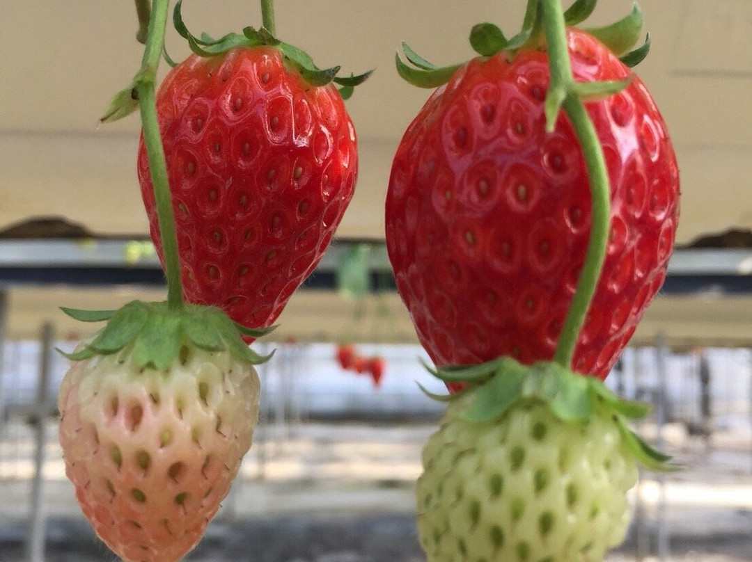 Osazen Strawberry Farm-八幡市必去景点