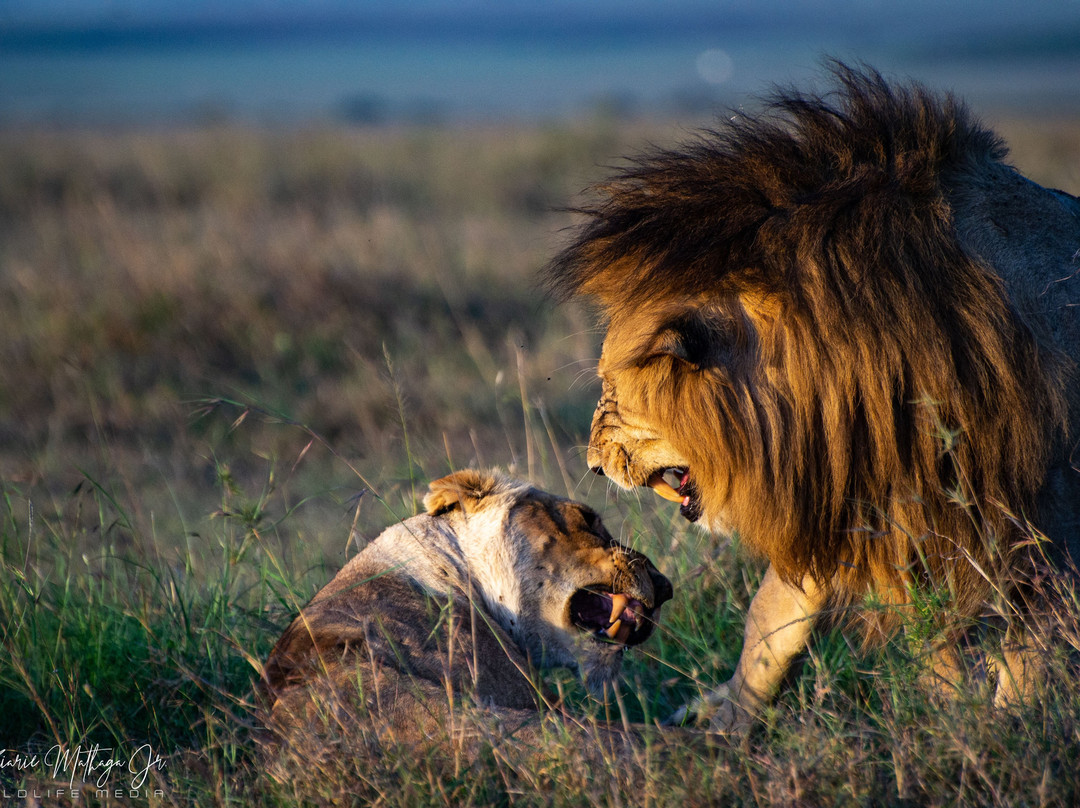 WildEx Safari Fixers-Embakasi必去景点