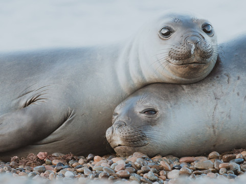 El Pedral Estancia主图