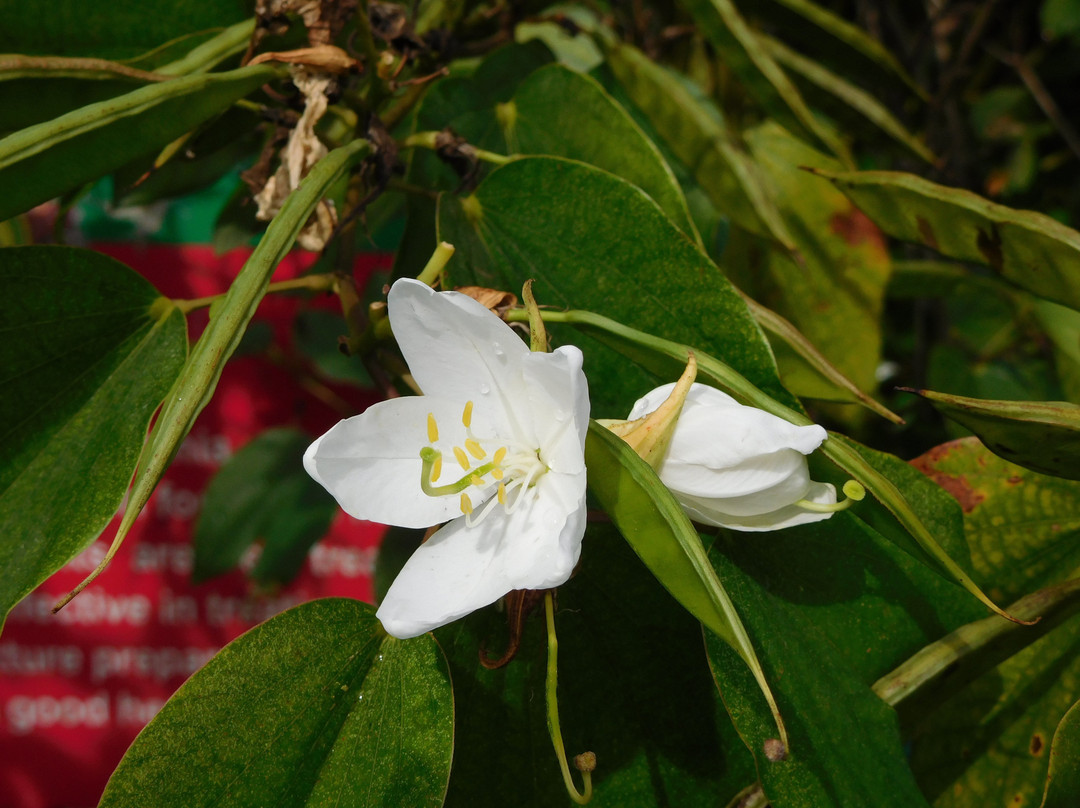 Indian Spices & Herbal Garden景点图片