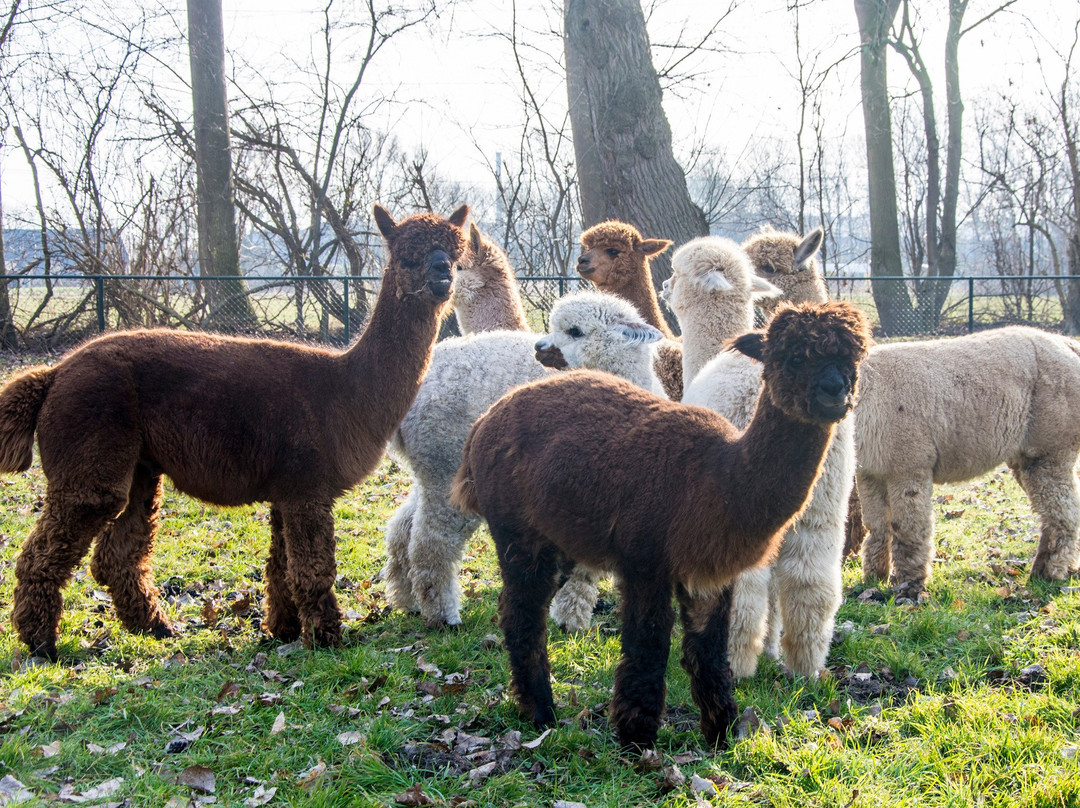 Alpaca Zeeland
