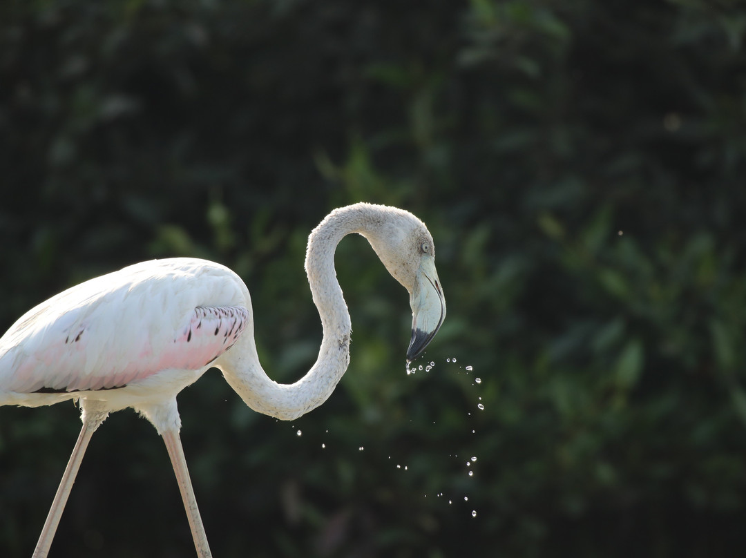 Quest for Adventure-阿治曼必去景点