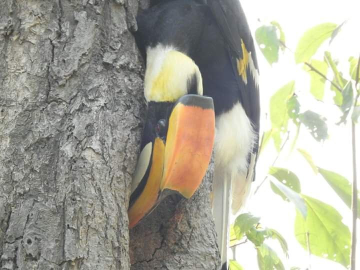 Rajaji Tiger Reserve景点图片