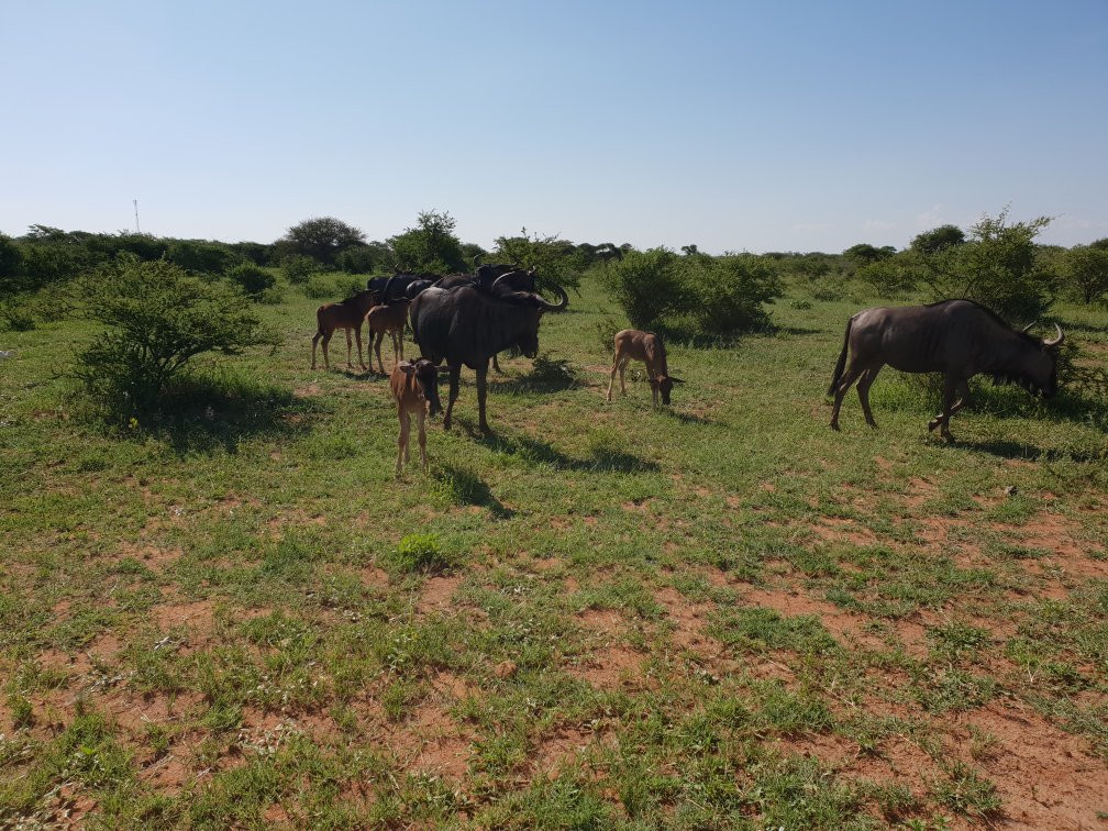 Dinokeng Game Reserve景点图片