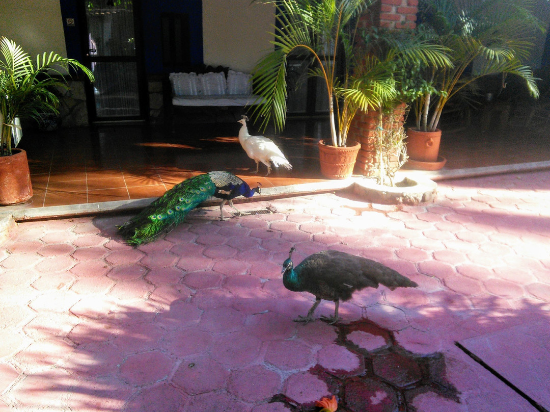 Posada los Alcatraces主图