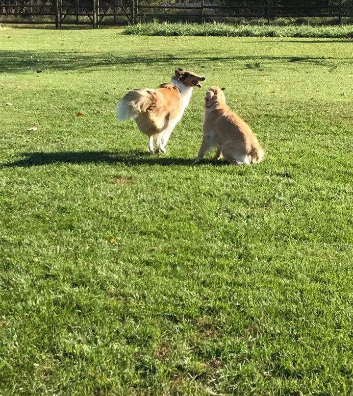 Fetch Dog Park-Danville必去景点