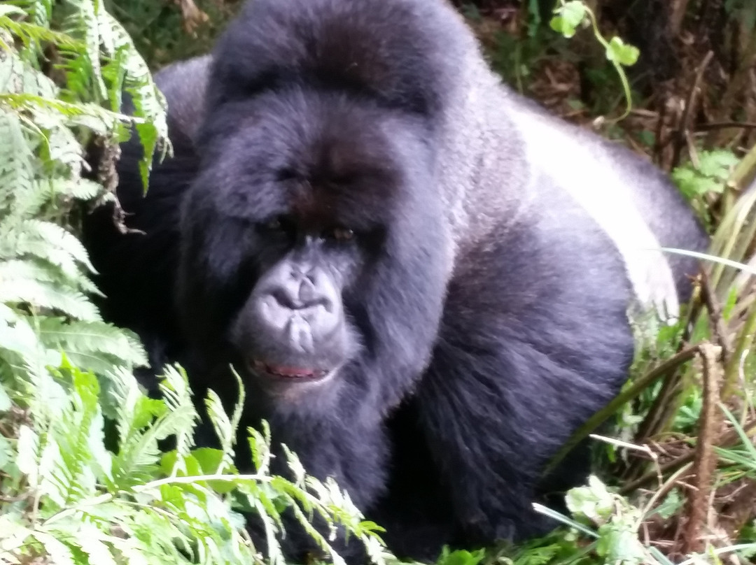 Shadows of Africa-阿鲁沙必去景点