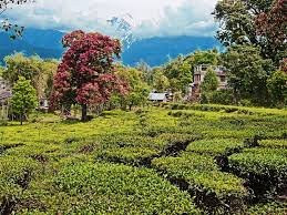 Centre Point Resorts主图