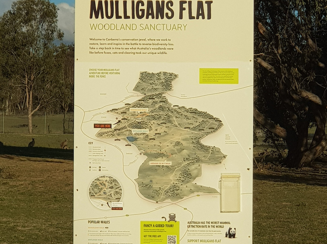 Mulligans Flat Woodland Sanctuary景点图片