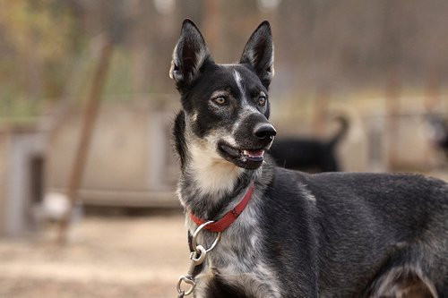 HuskyTours.CZ-Janov nad Nisou必去景点