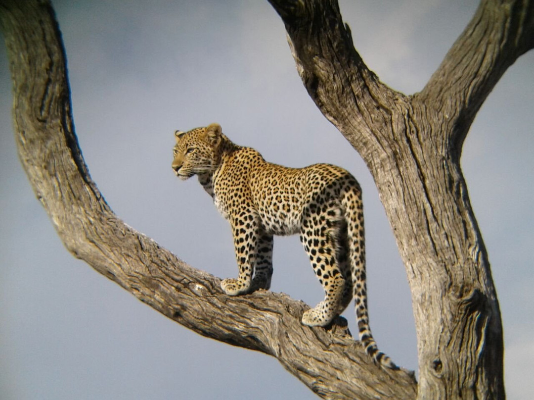 Kruger Africa Safaris景点图片