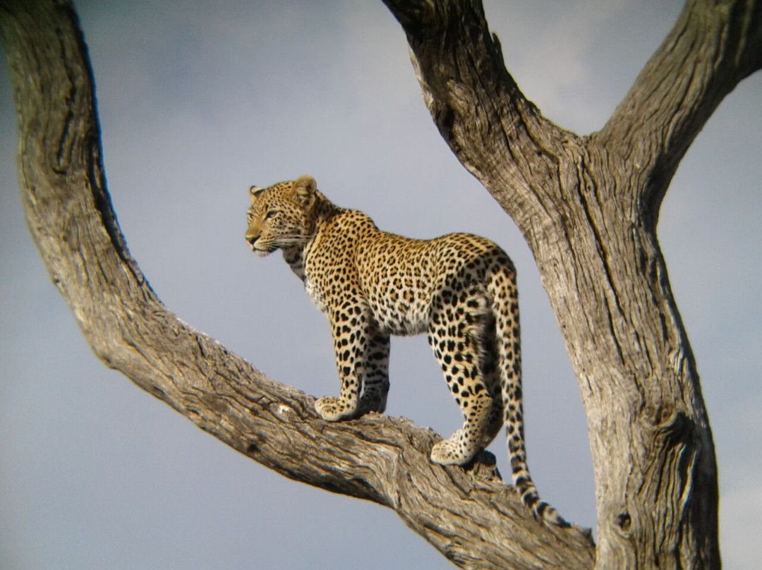 Kruger Africa Safaris-玛洛斯帕克必去景点