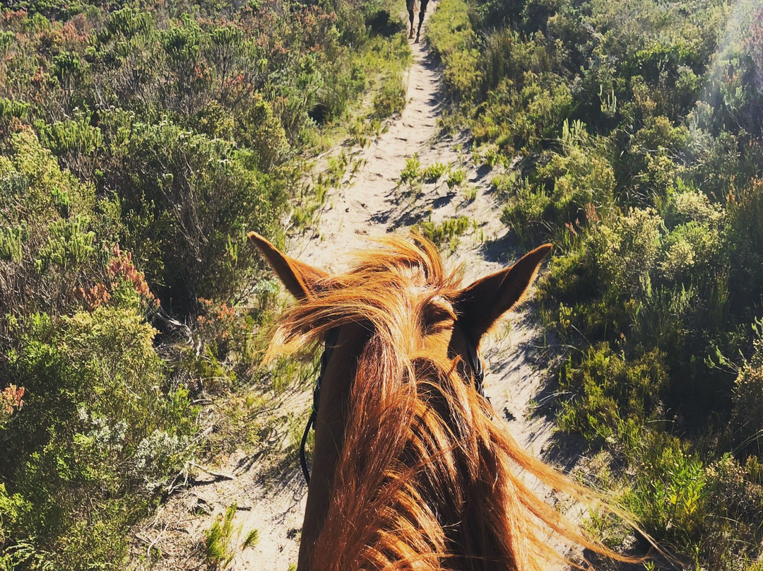Horse Riding Grootbos Private Nature Reserve景点图片