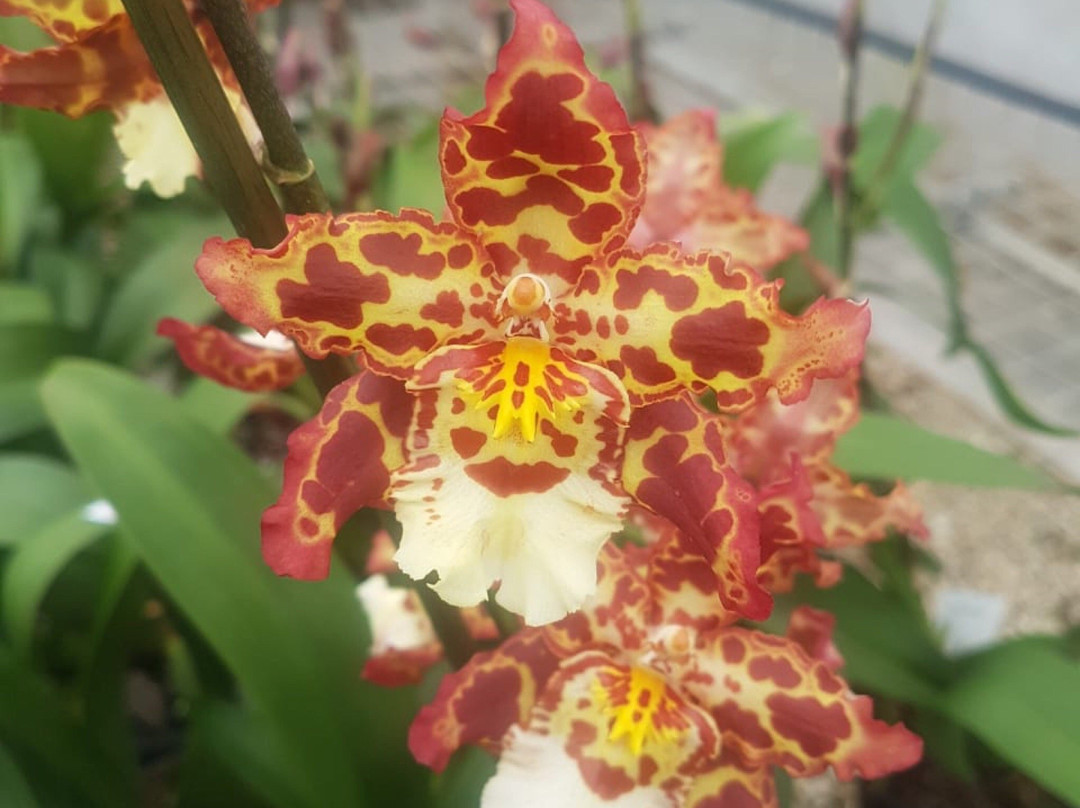 Marvellous Orchid景点图片