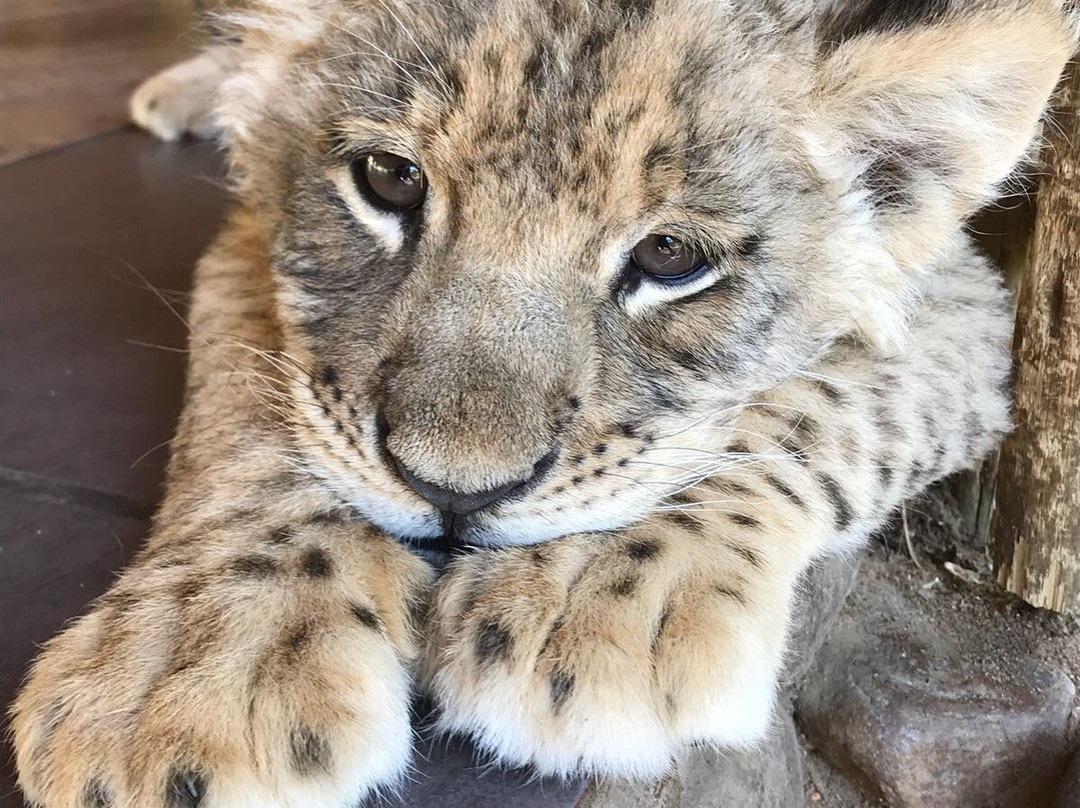 Ponciana Superior Guesthouse主图