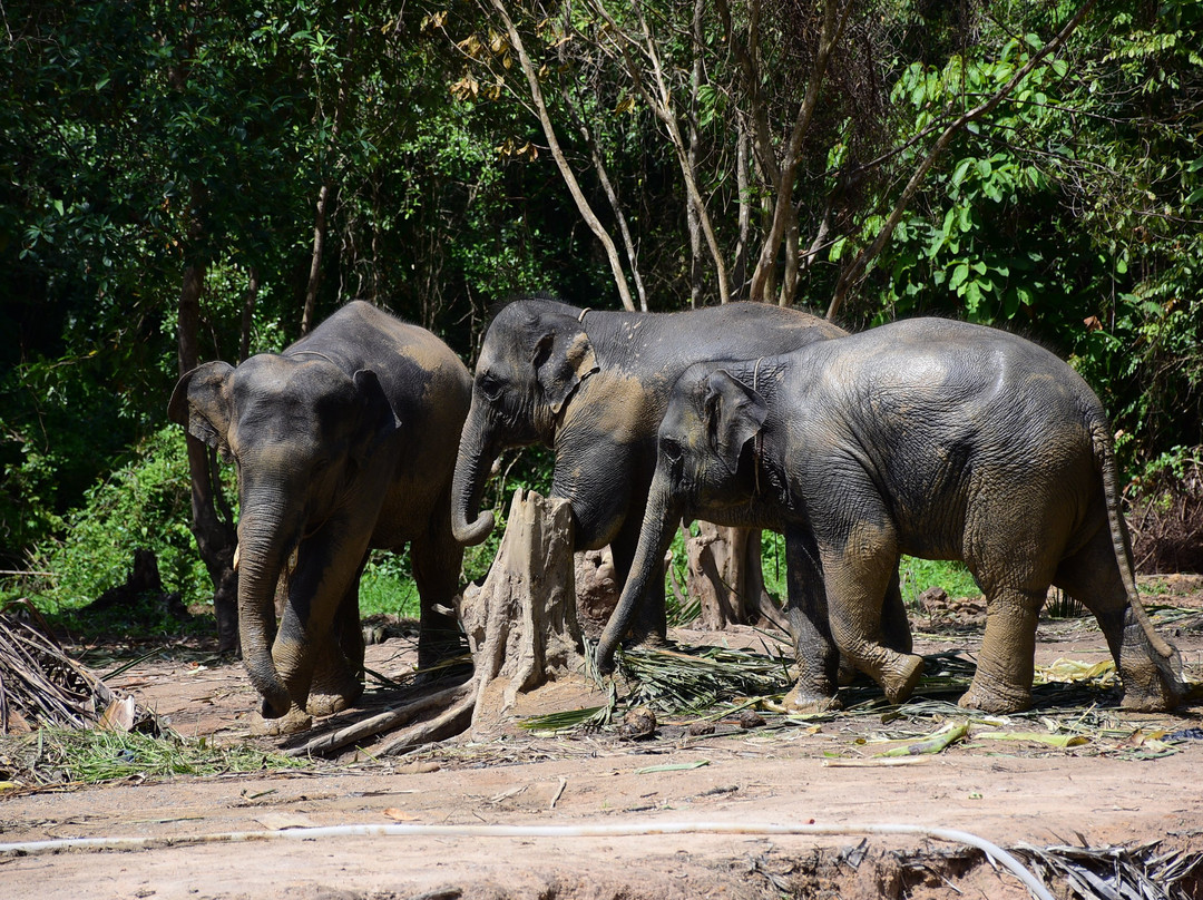 Elephant Care Samui景点图片