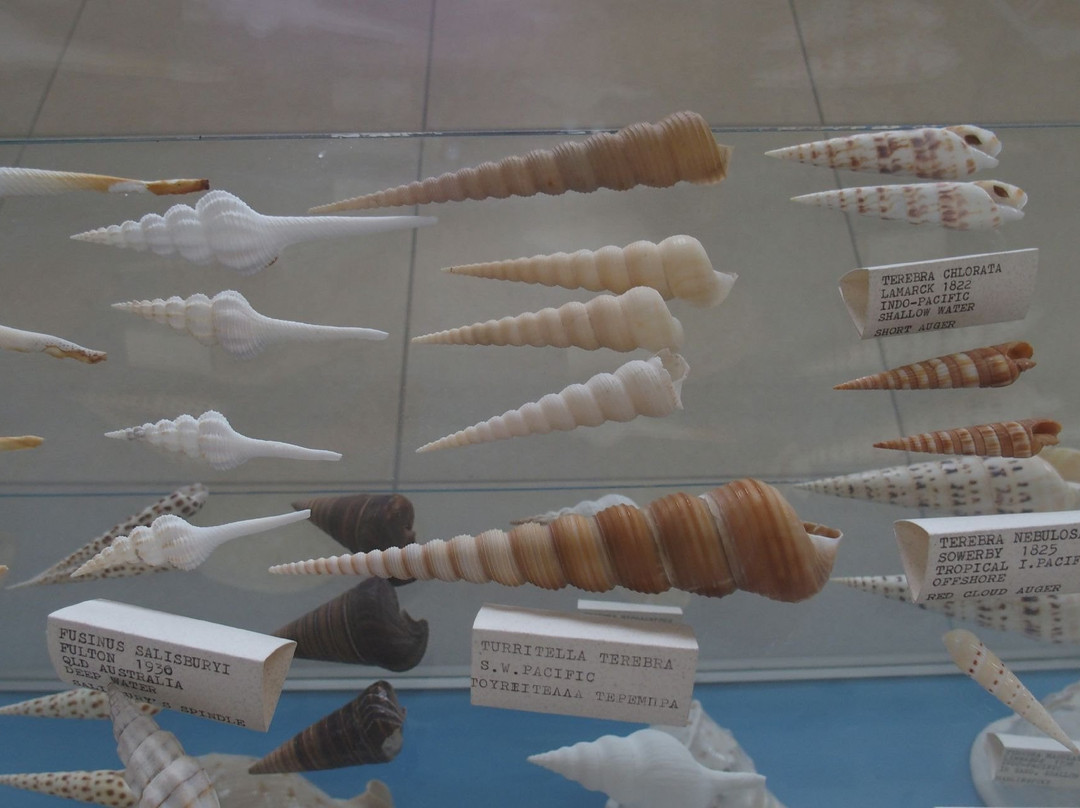 Corfu Shell Museum-科孚必去景点