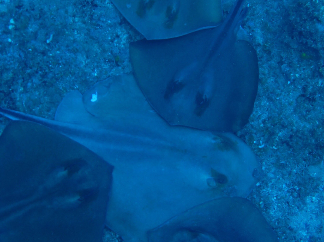 Olympos Diving Center景点图片