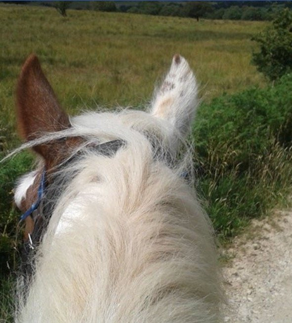 Boltby Pony Trekking景点图片