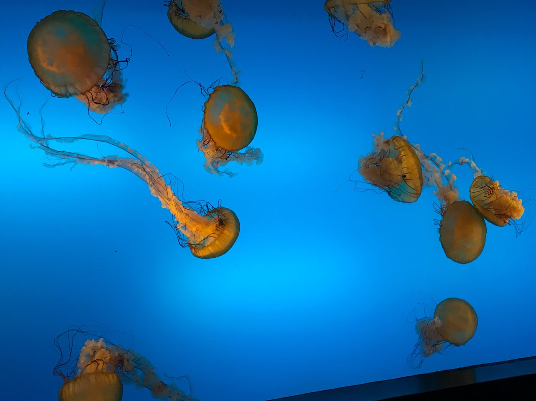 合肥汉海极地海洋世界-合肥市必去景点