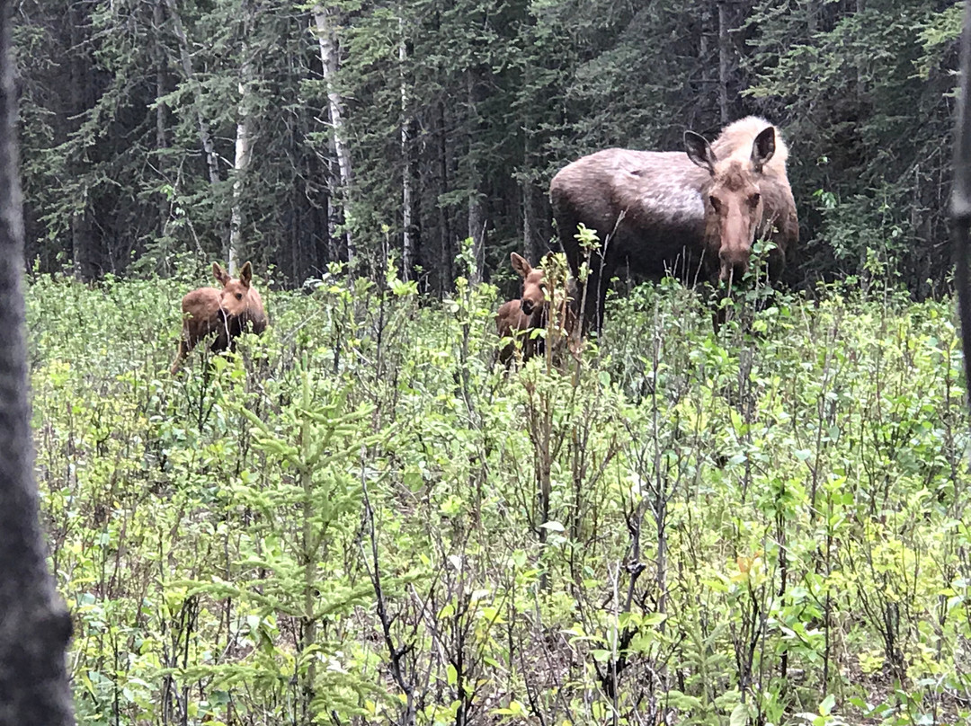 Talkeetna Villas and Tours主图