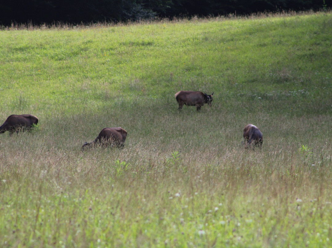 Cataloochee Valley景点图片