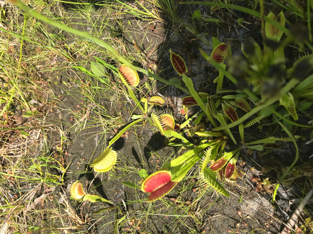 Stanley Rehder Carnivorous Plant Garden-威尔明顿必去景点