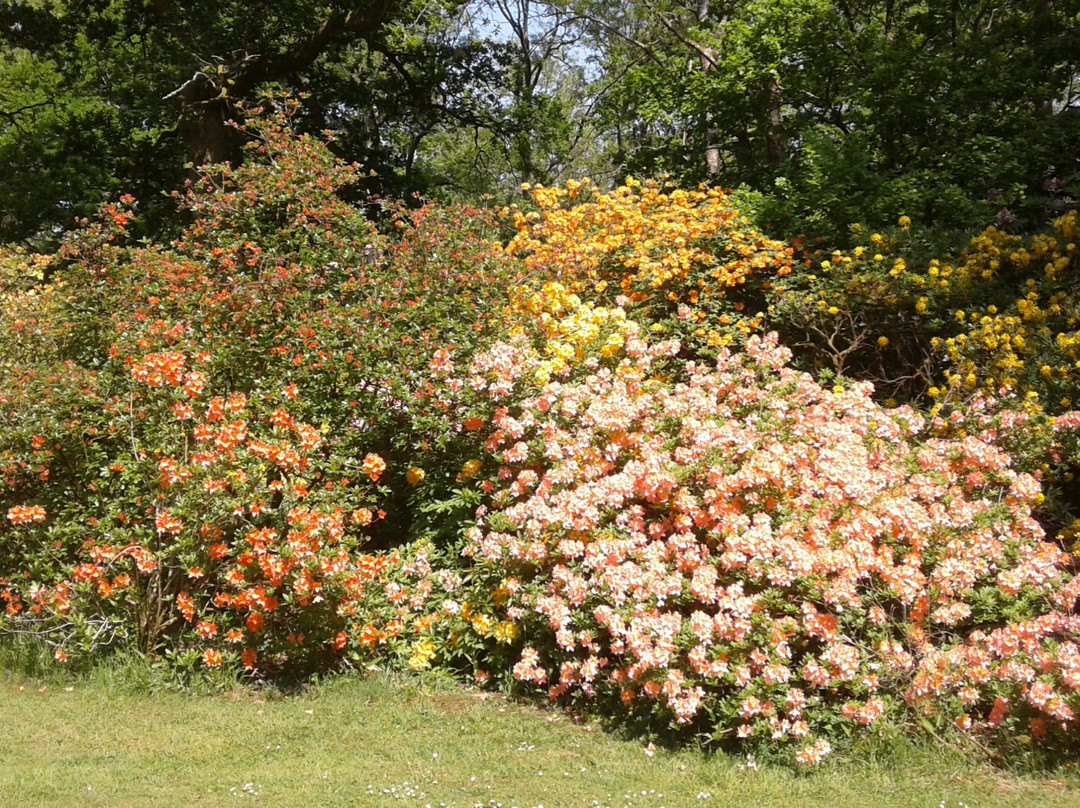 Bowood Woodland Gardens景点图片