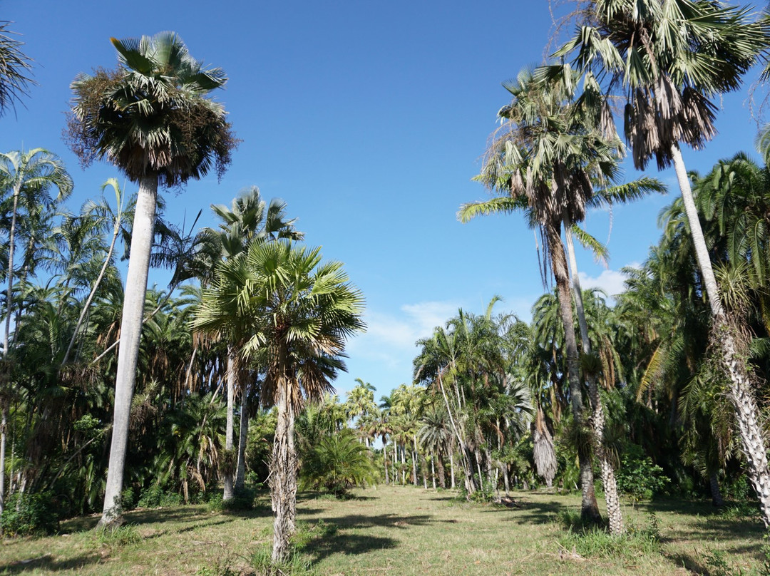 Jardín Botanico de Cienfuegos景点图片