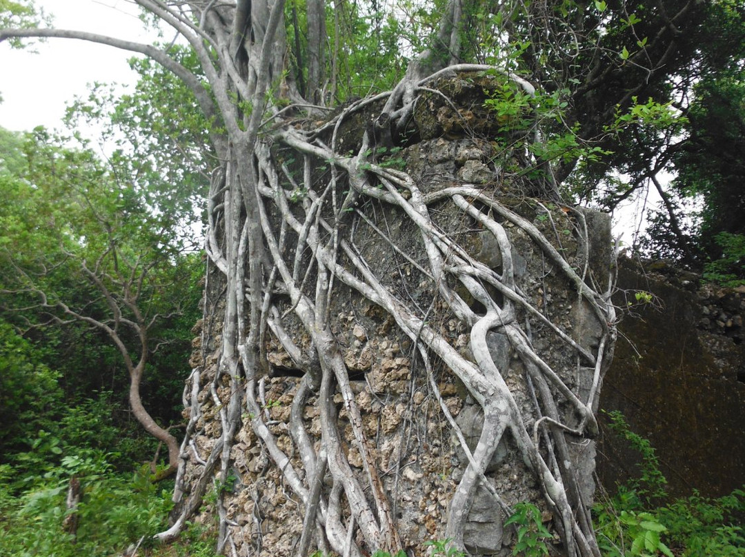 Reef Tour Mafia Island景点图片