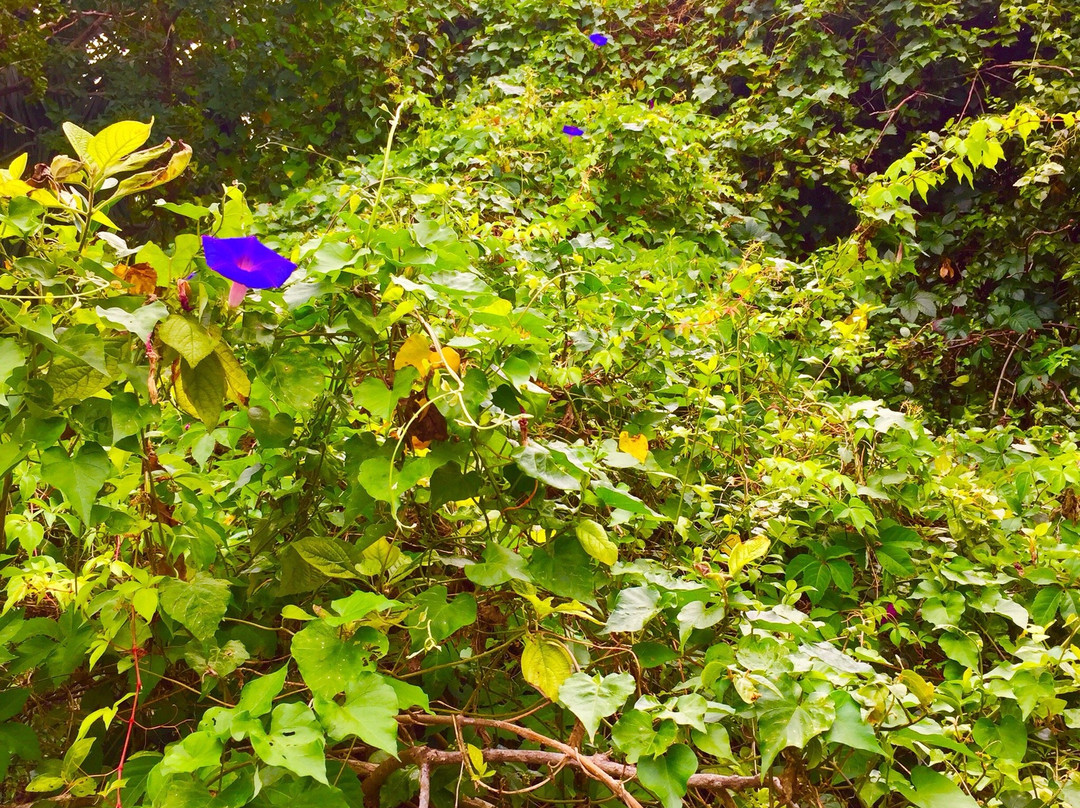 Lantana Nature Preserve-Lantana必去景点