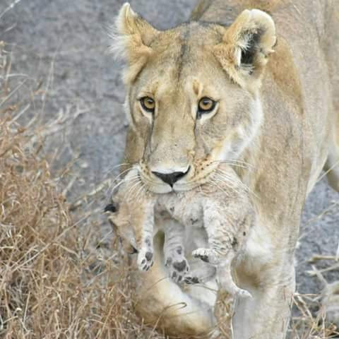 Oshkosh Safari Tanzania-阿鲁沙国家公园必去景点