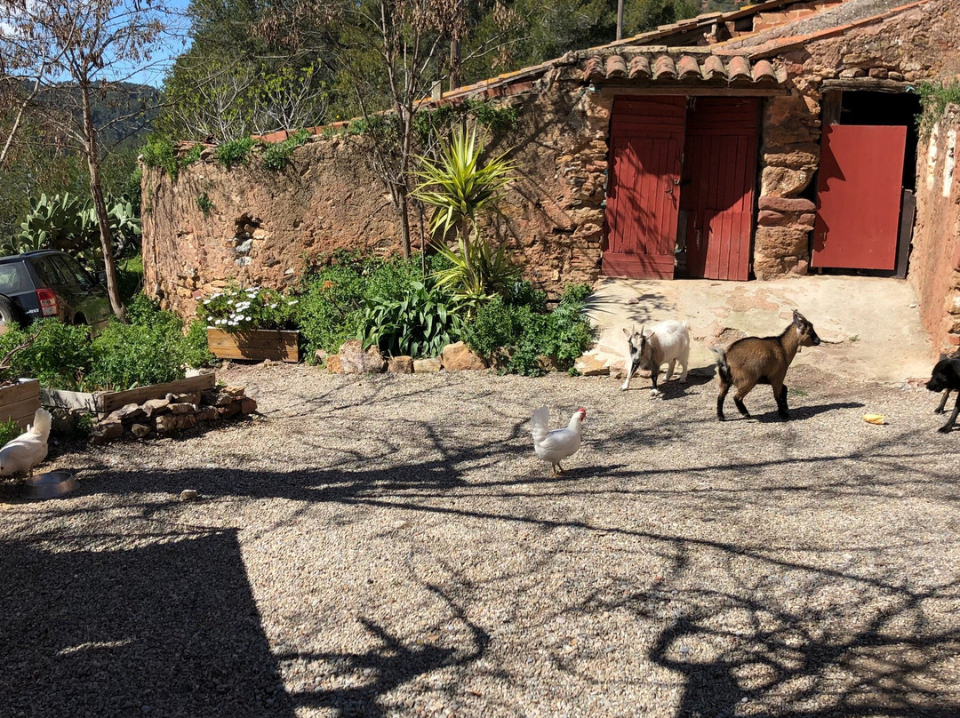 Bodega Sirot-托雷利亚斯-德略布雷加特必去景点