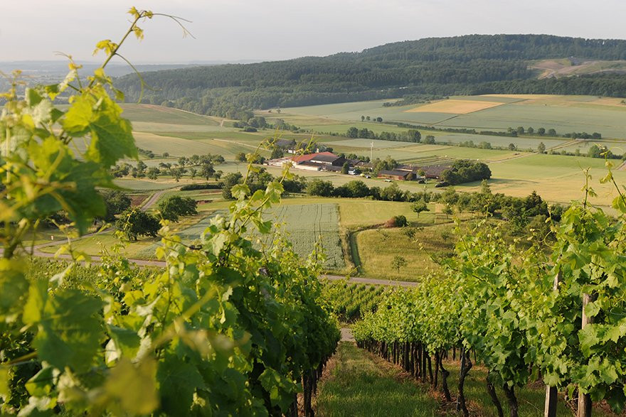 Weingut Sonnenhof景点图片